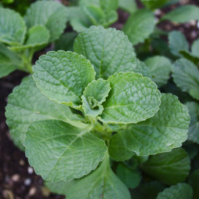 Coleus canina - Kattenschrik (x3) - Terras en balkon