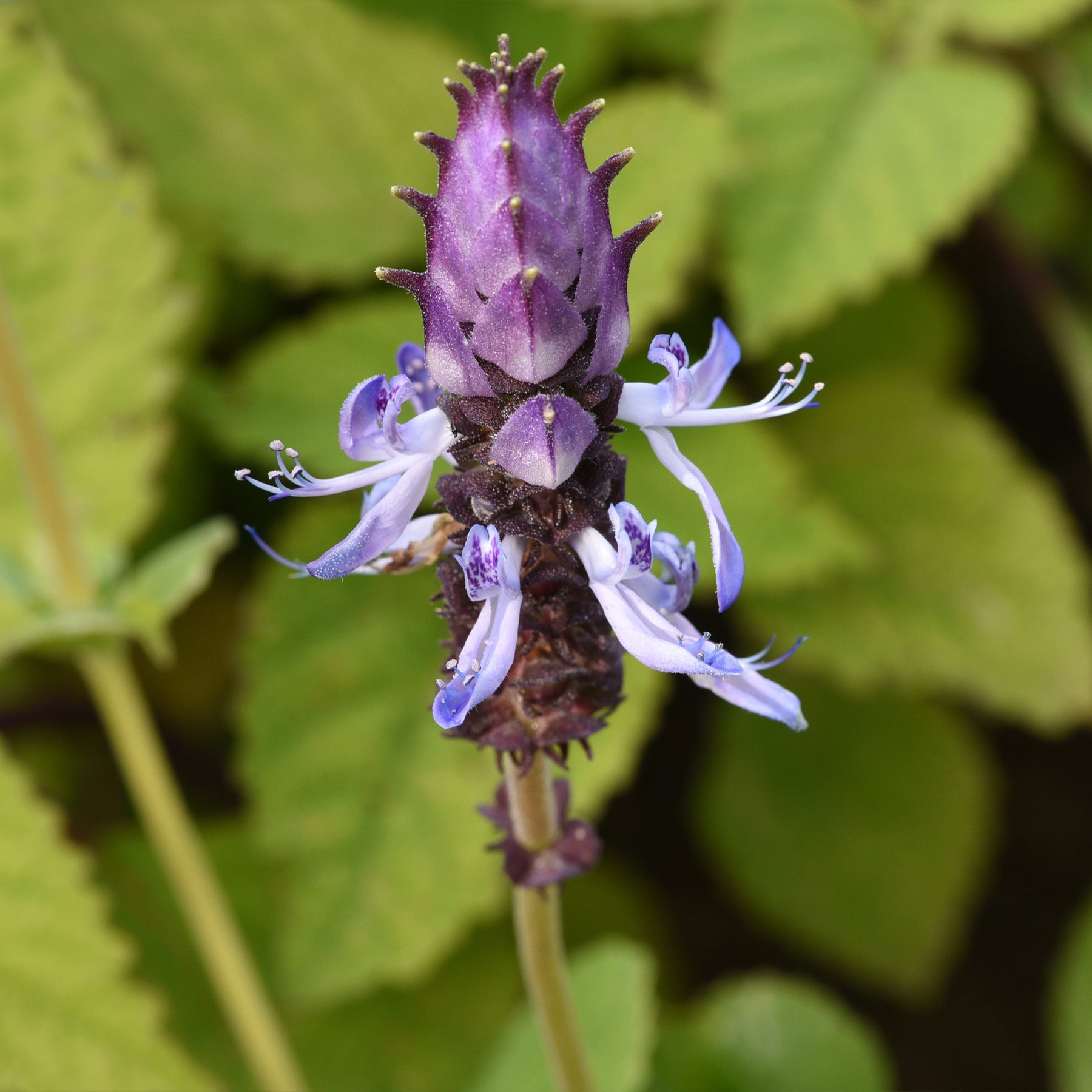 Kattenschrik (x3) - Coleus canina - Willemse
