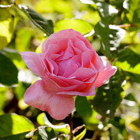 Rozen - Roos 'Queen Elisabeth' - Rosa Queen Elisabeth