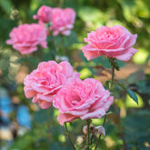 Roos 'Queen Elisabeth' - Rosa Queen Elisabeth - Willemse