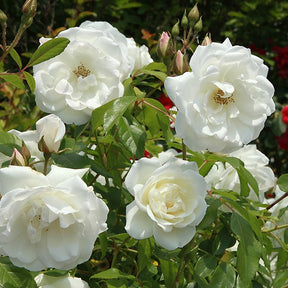 Collectie grootbloemige rozen (Black Baccara, Candy stripe, Helga) (x3)