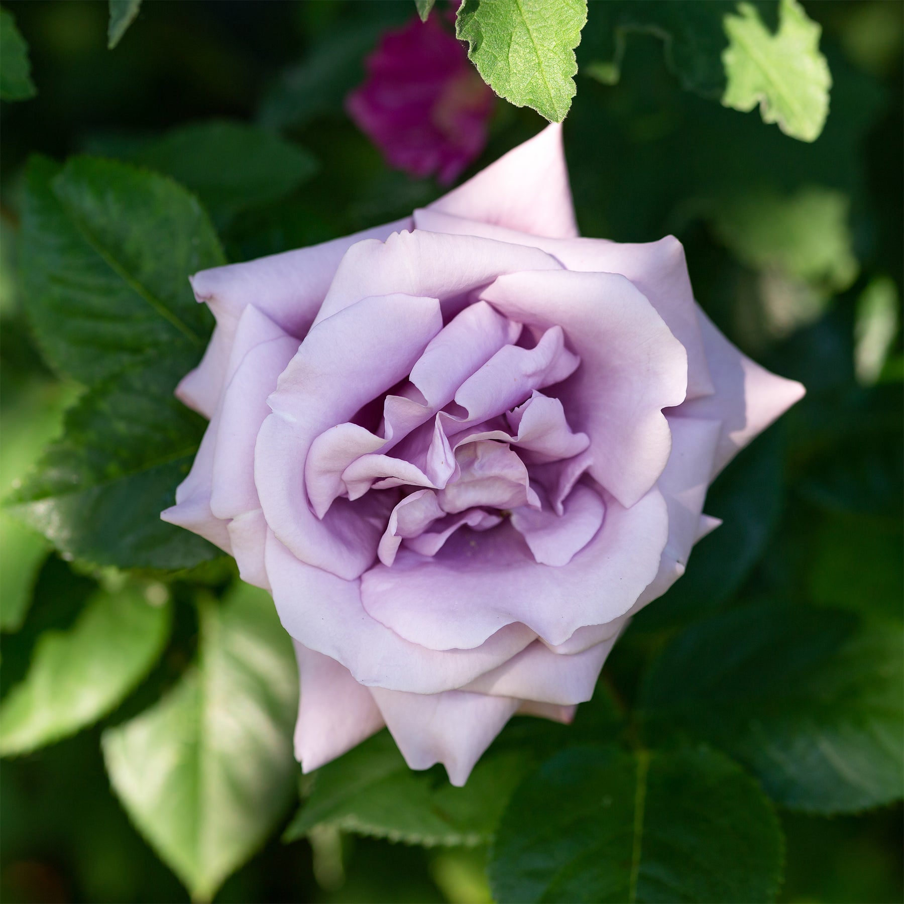 Klimroos 'Indigoletta' - Rosa indigoletta - Willemse