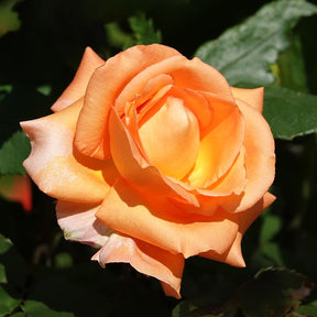 Klimroos 'Metanoia' - Rosa metanoia - Willemse
