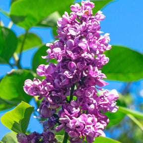 Verkoop Dubbelbloemige sering - rood - Syringa vulgaris Charles Joly