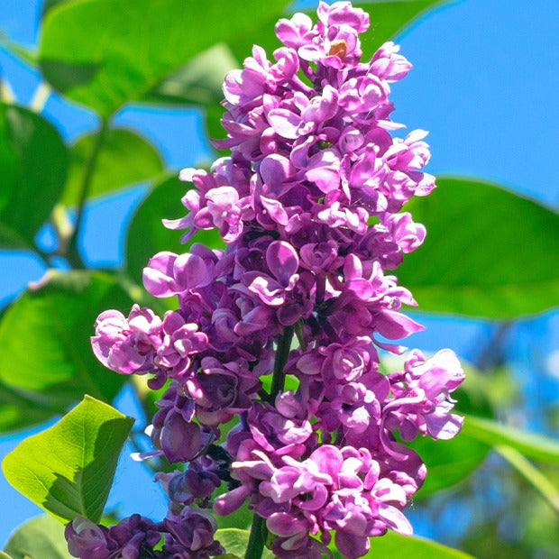 Verkoop Dubbelbloemige sering - rood - Syringa vulgaris Charles Joly