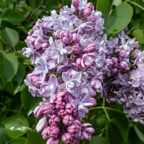 Dubbelbloemige sering - blauw - Willemse