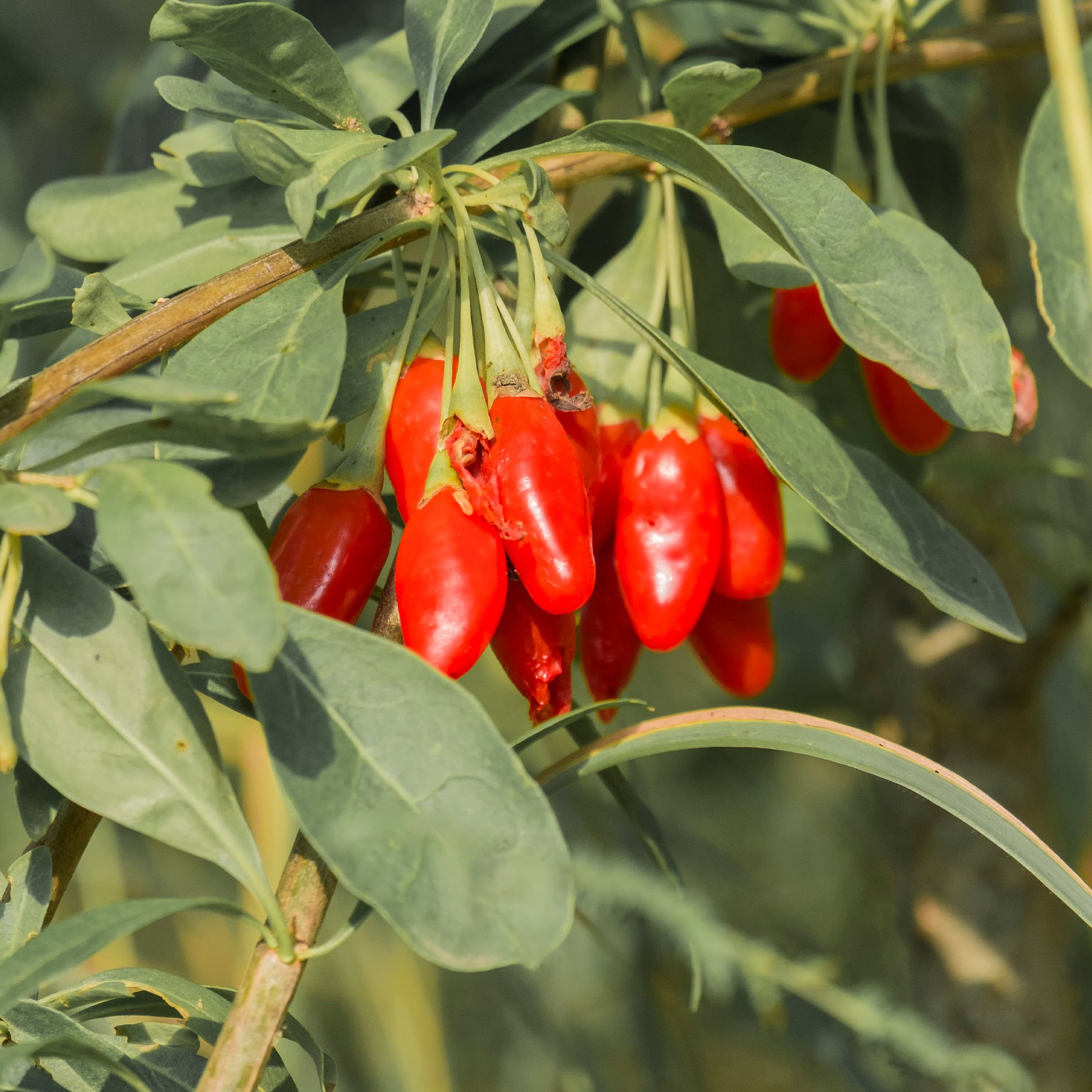 Lycium barbarum - Goji bes - Andere fruitbomen en -struiken