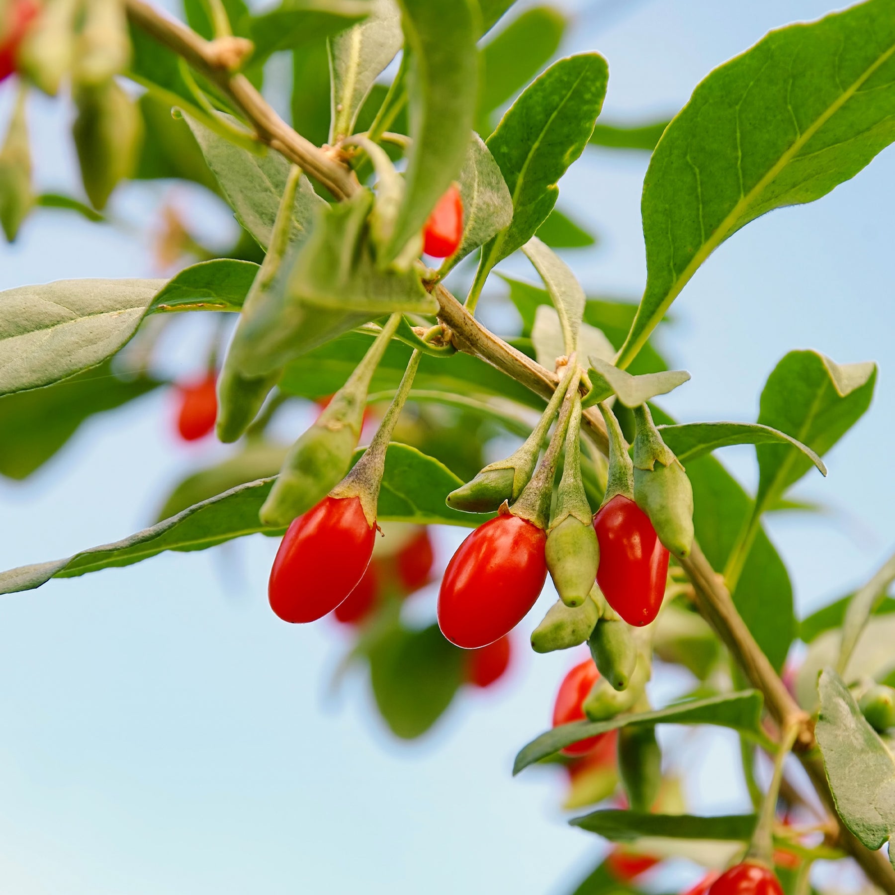 Goji bes - Willemse