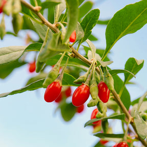 Goji bes - Willemse