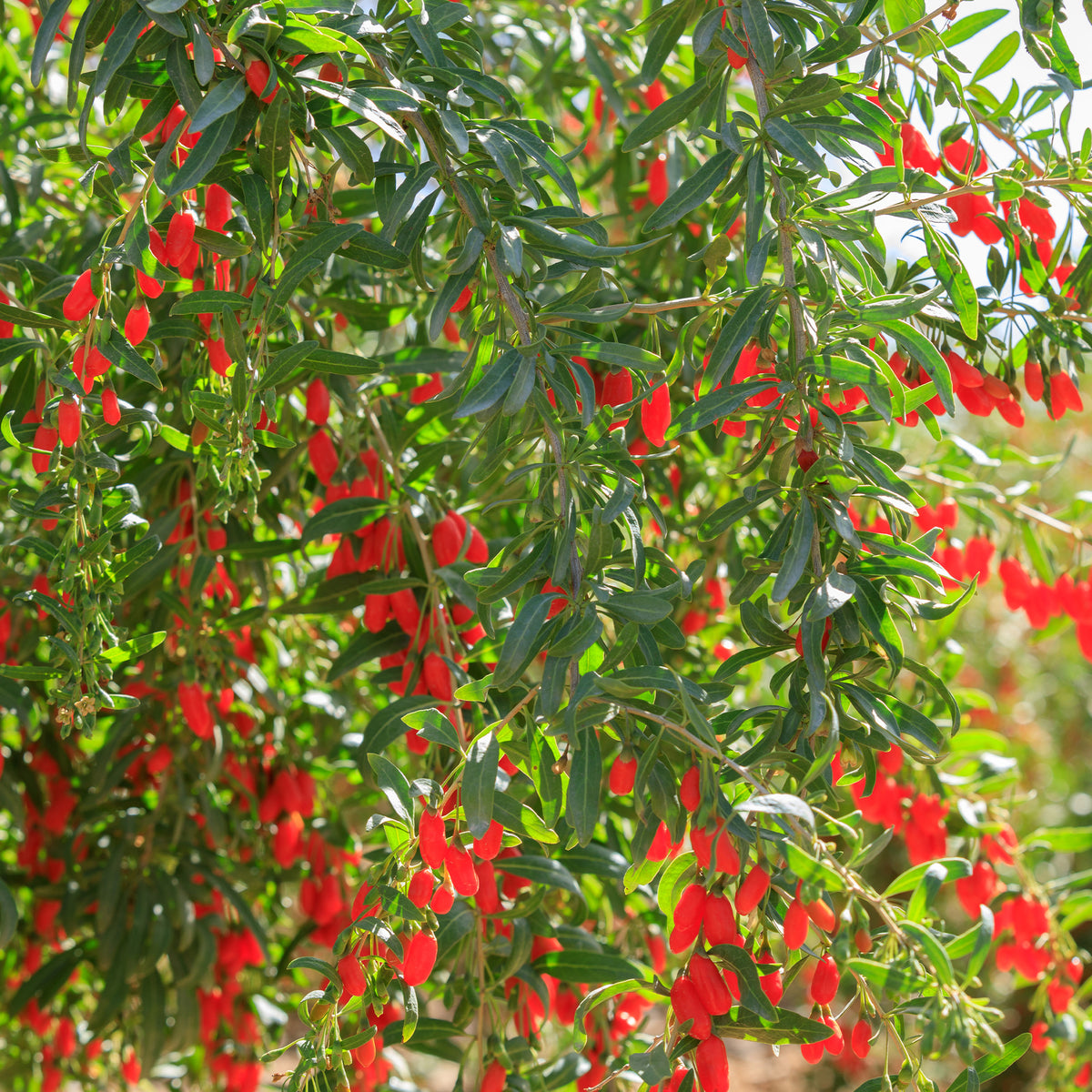 Andere fruitbomen en -struiken - Goji bes - Lycium barbarum