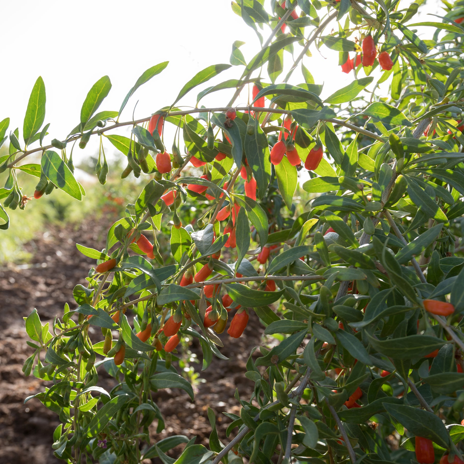 Goji bes - Lycium barbarum - Willemse