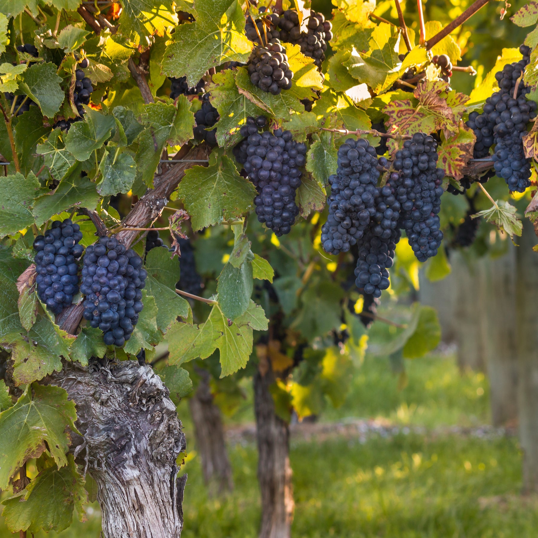 Vitis vinifera muscat de hambourg - Blauwe druif 'Muscat de Hambourg' - Druif