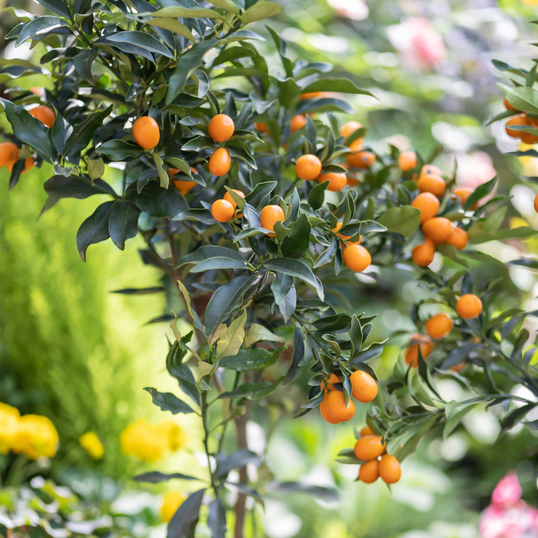 Collectie van kumquat- en citroenbomen (x2)
