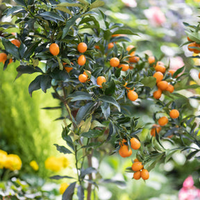 Collectie van kumquat- en citroenbomen (x2)