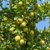 Citroenbomen - Citroenboom 'Vulcan' - Citrus limon vulcan