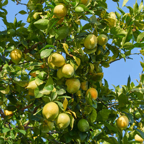 Citroenbomen - Citroenboom 'Vulcan' - Citrus limon vulcan