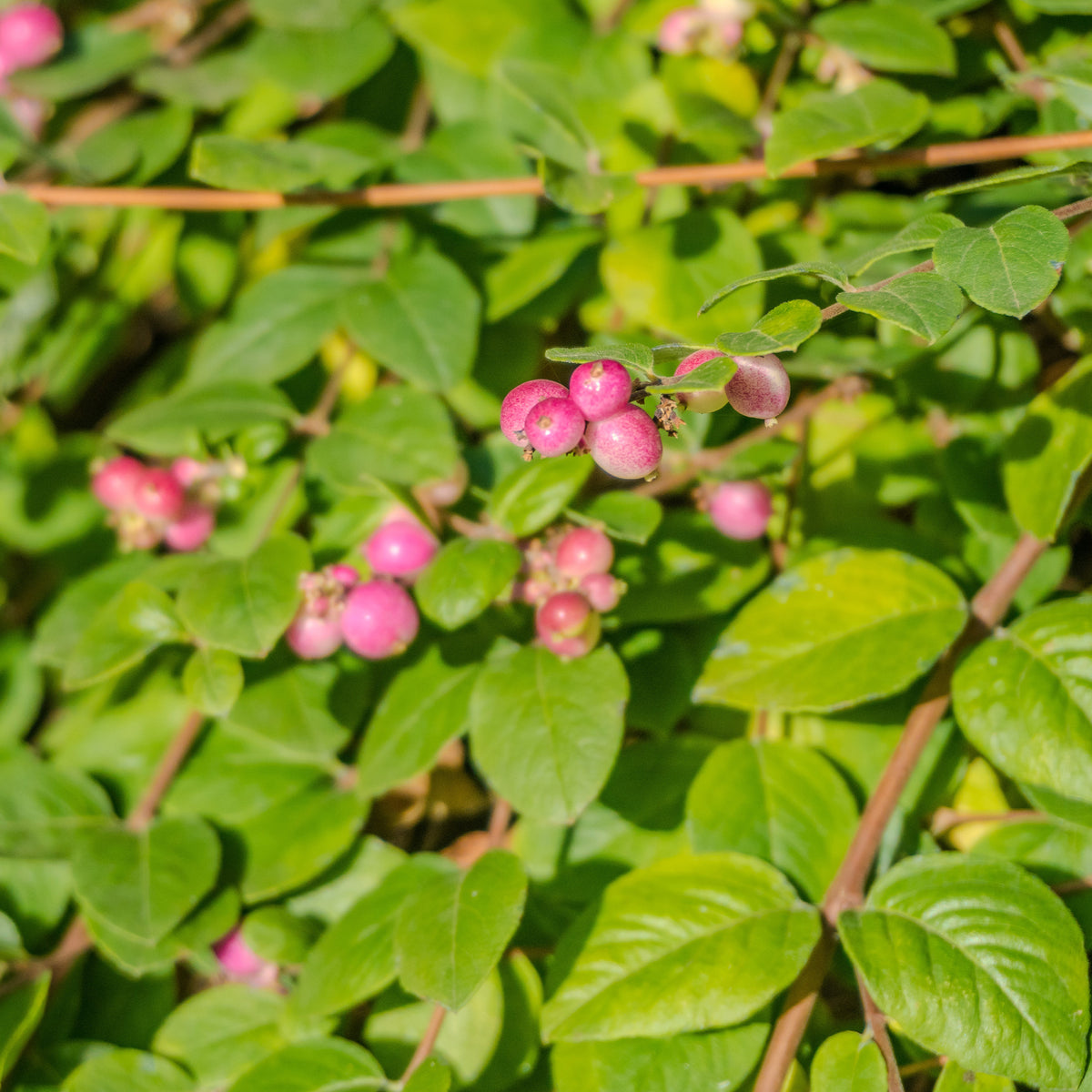 Sneeuwbes 'Mother of Pearl' - Symphoricarpos doorenbosii mother of pearl - Willemse