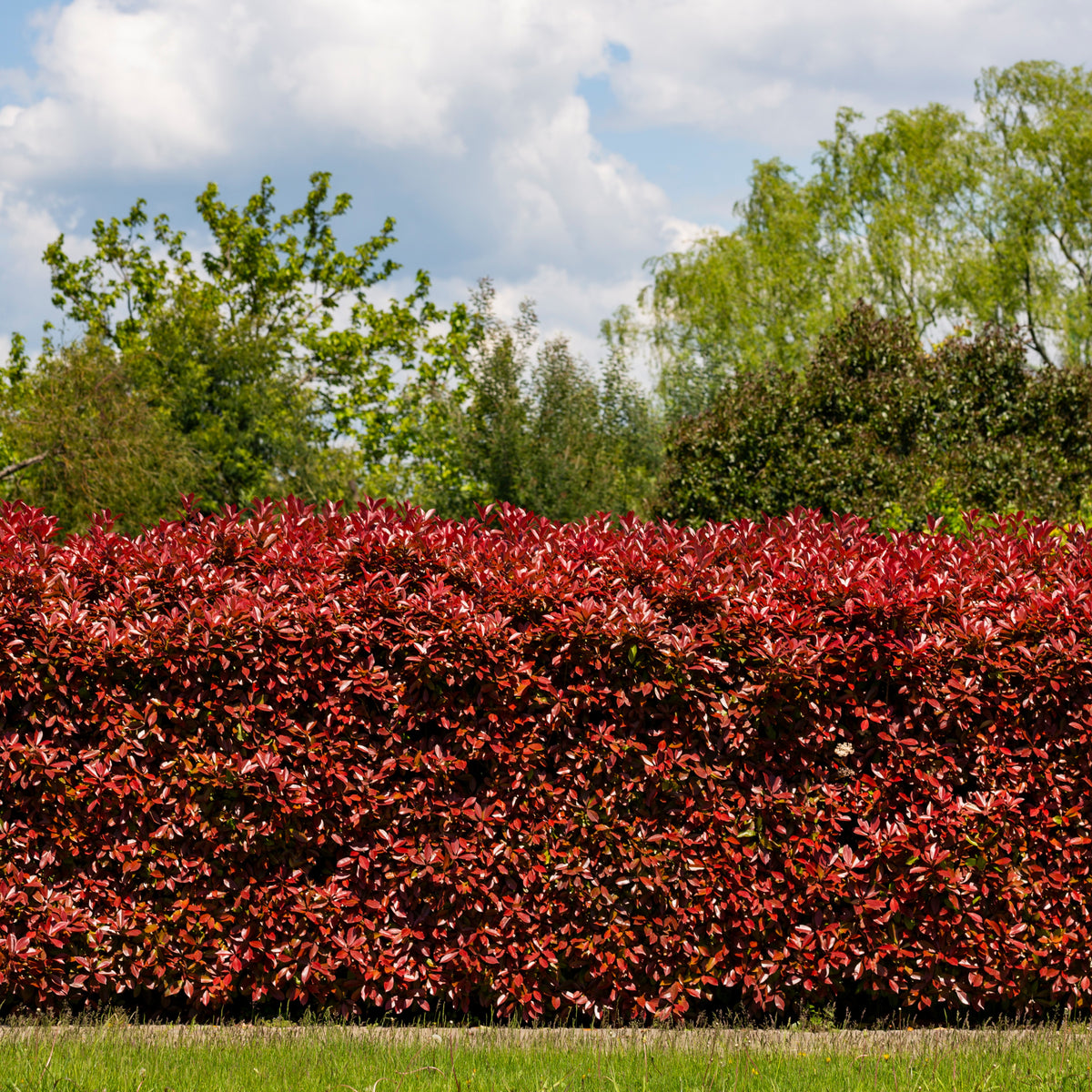 Glansmispel 'Red Robin' (x3) - Willemse