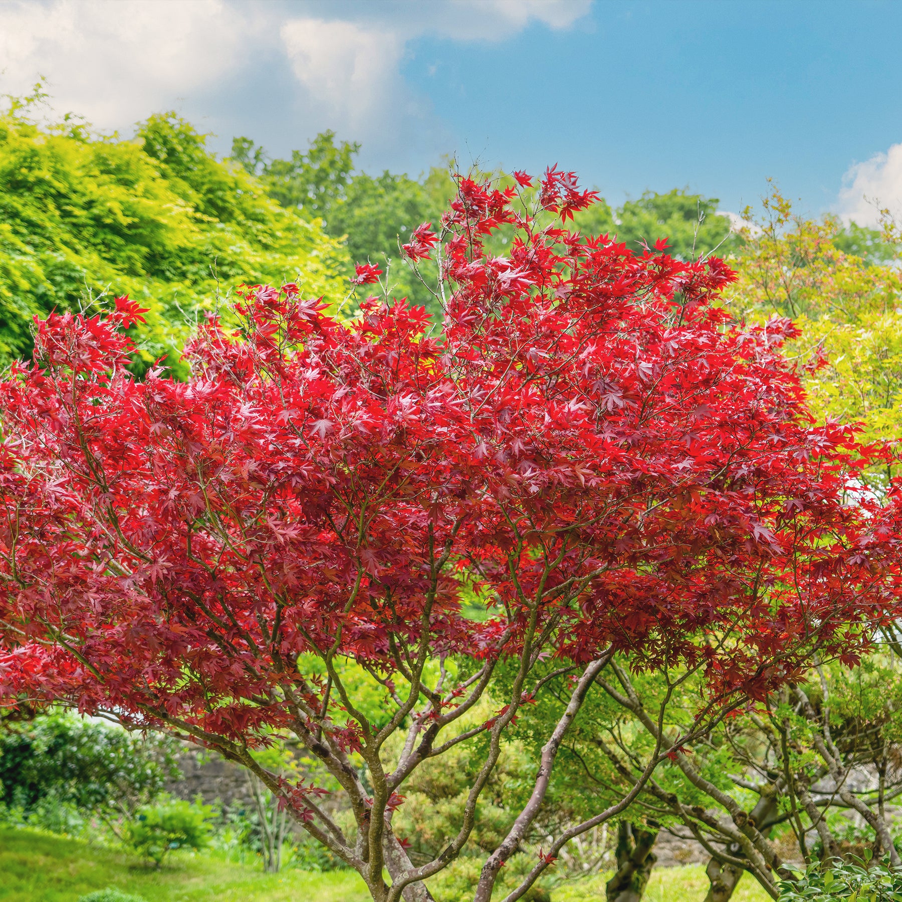 Japanse esdoorn 'Atropurpureum' - Willemse