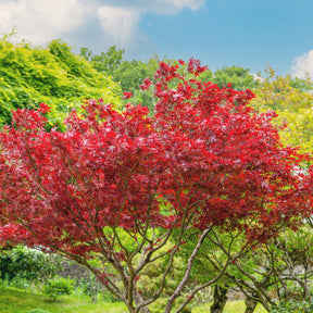 Japanse esdoorn 'Atropurpureum' - Willemse