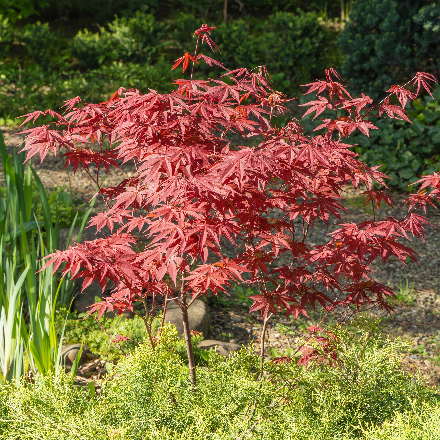 Acer palmatum Atropurpureum - Japanse esdoorn 'Atropurpureum' - Japanse esdoorn