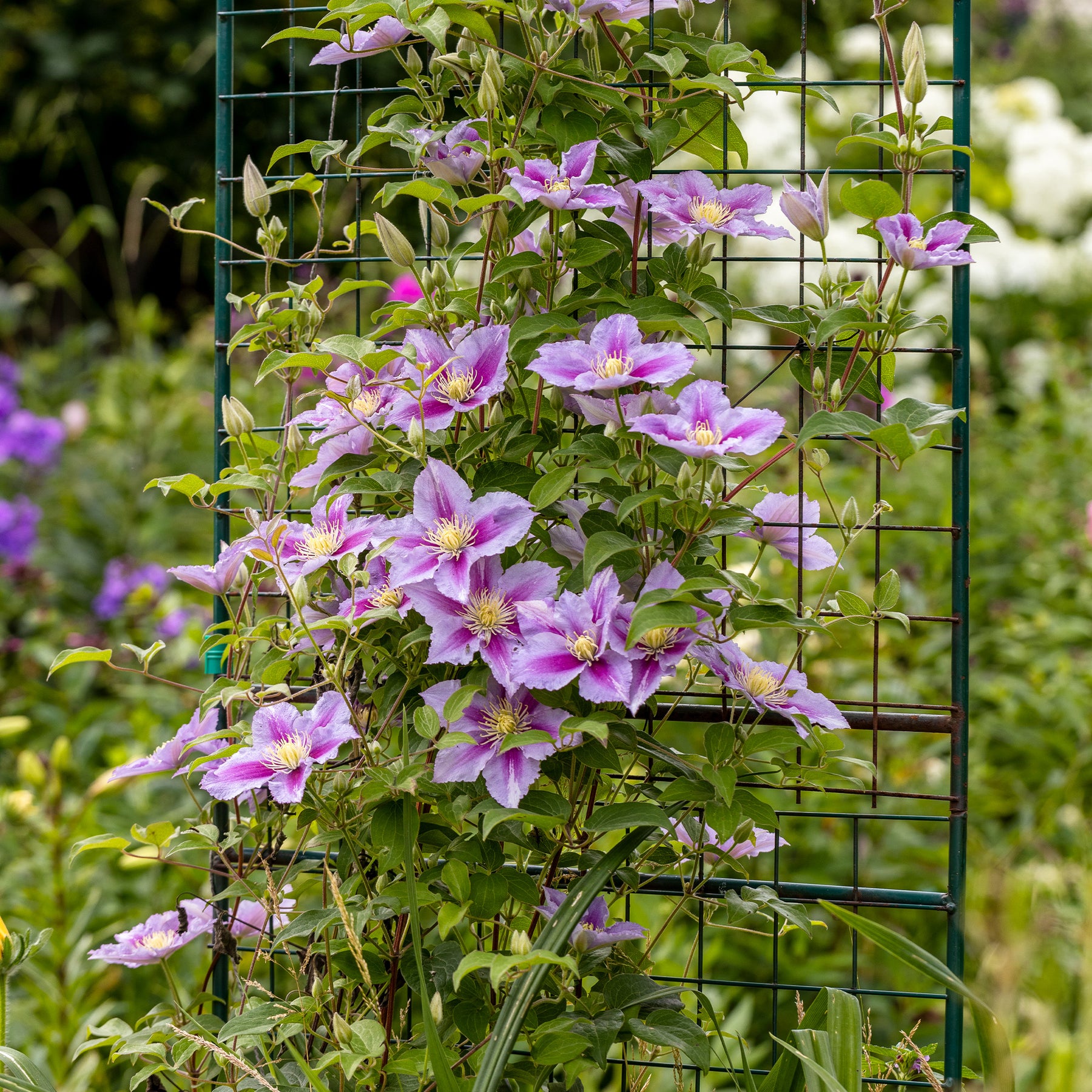 Collectie van  klimplanten: kamperfoelie, clematis, Wilsde Wingerd (x3) - Lonicera heckrottii American Beauty, Clematis patens Piilu, Parthenocissus tricuspidata Veitchii - Willemse
