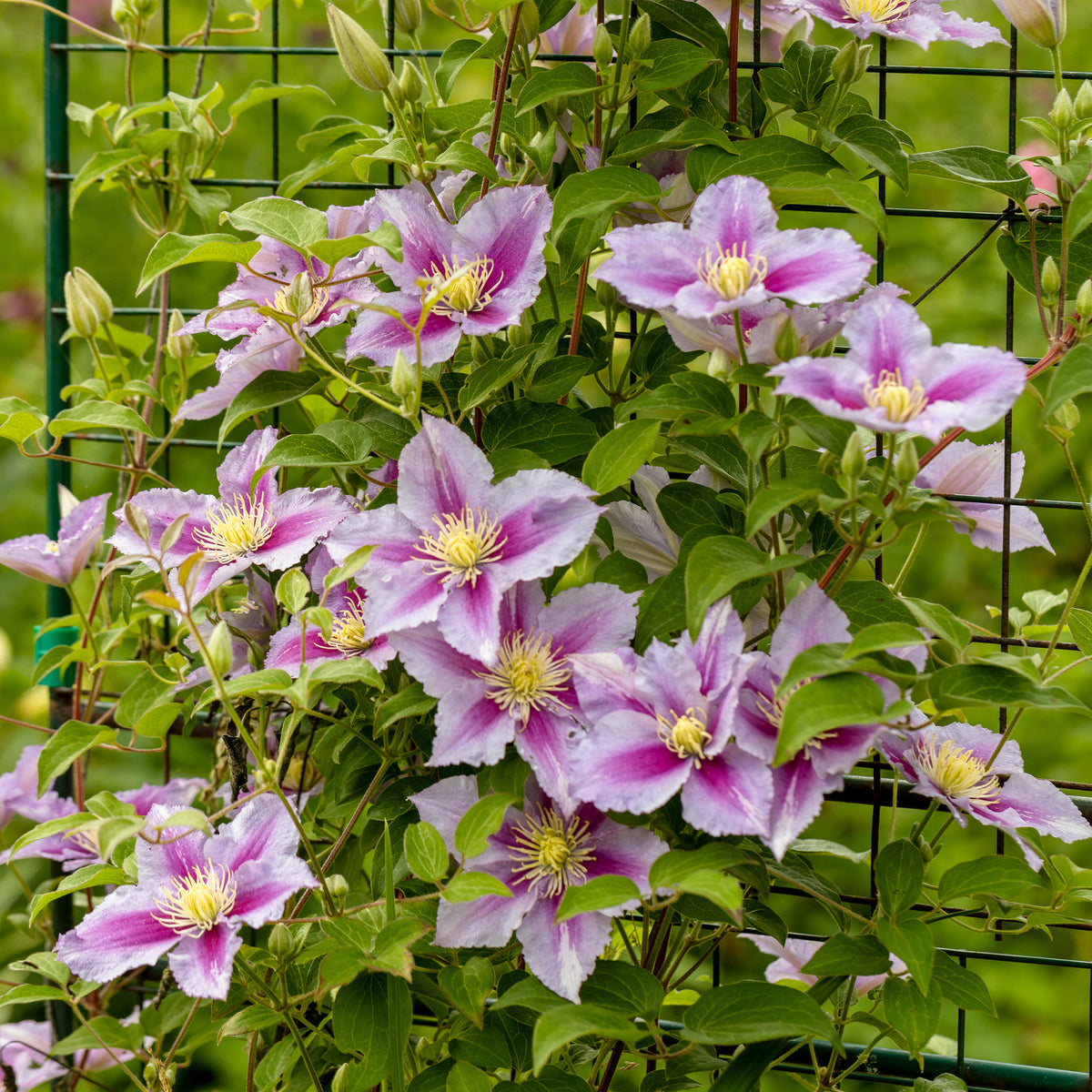 Clematis - Bosrank 'Piilu' - Clematis patens Piilu