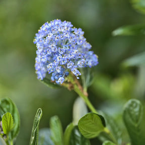 Amerikaanse sering 'Victoria' - Ceanothus impressus Victoria - Willemse