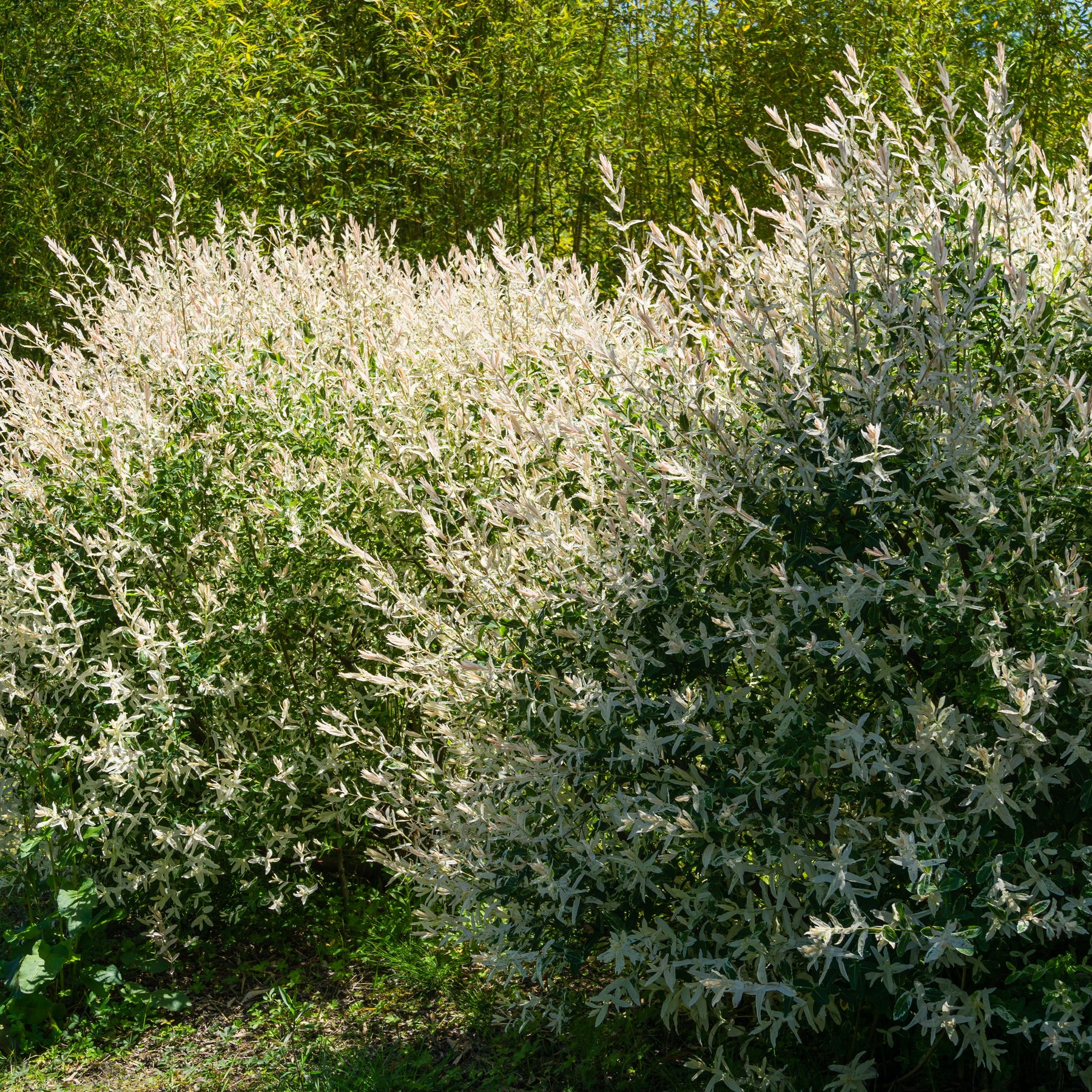 Verkoop Bonte wilg haag 'Hakuro Nishiki' (x3) - Salix integra Hakuro Nishiki