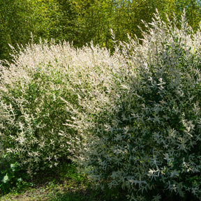 Verkoop Bonte wilg haag 'Hakuro Nishiki' (x3) - Salix integra Hakuro Nishiki