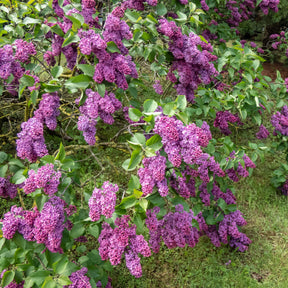 Bloeiende en geurende haag - 10 meter (x12) - Syringa vulgaris, Forsythia x intermedia  Spectabilis, Lonicera fragrantissima, Clethra alnifolia, Philadelphus virginal, Rosa rugosa - Willemse