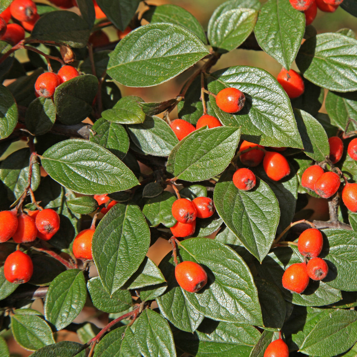 Vogelvriendelijke haag Mix - Cotoneaster franchetii, Amelanchier lamarckii, Euonymus europaeus, Symphoricarpos doorenbosii - Willemse
