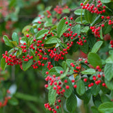 Heesters - Grootbladige dwergmispel - Cotoneaster lacteus