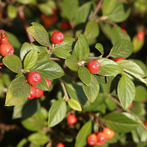 Dwergmispel - Cotoneaster franchetii - Willemse