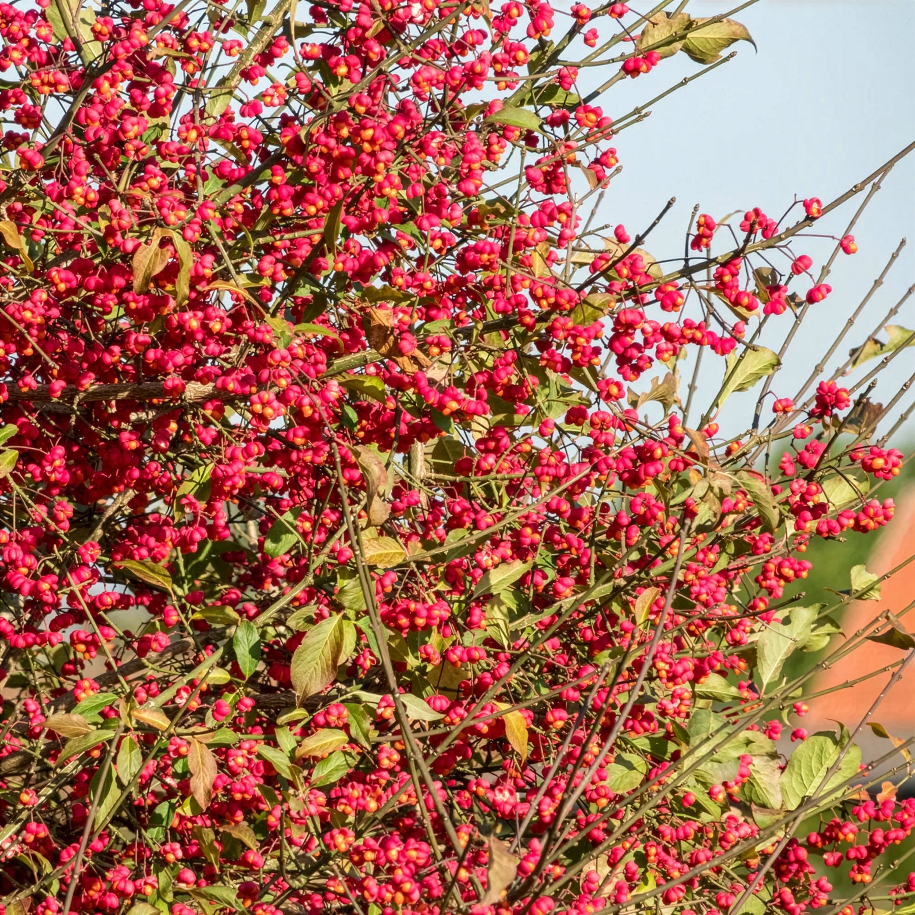 Haagheesters - Vogelvriendelijke haag Mix - Cotoneaster franchetii, Amelanchier lamarckii, Euonymus europaeus, Symphoricarpos doorenbosii