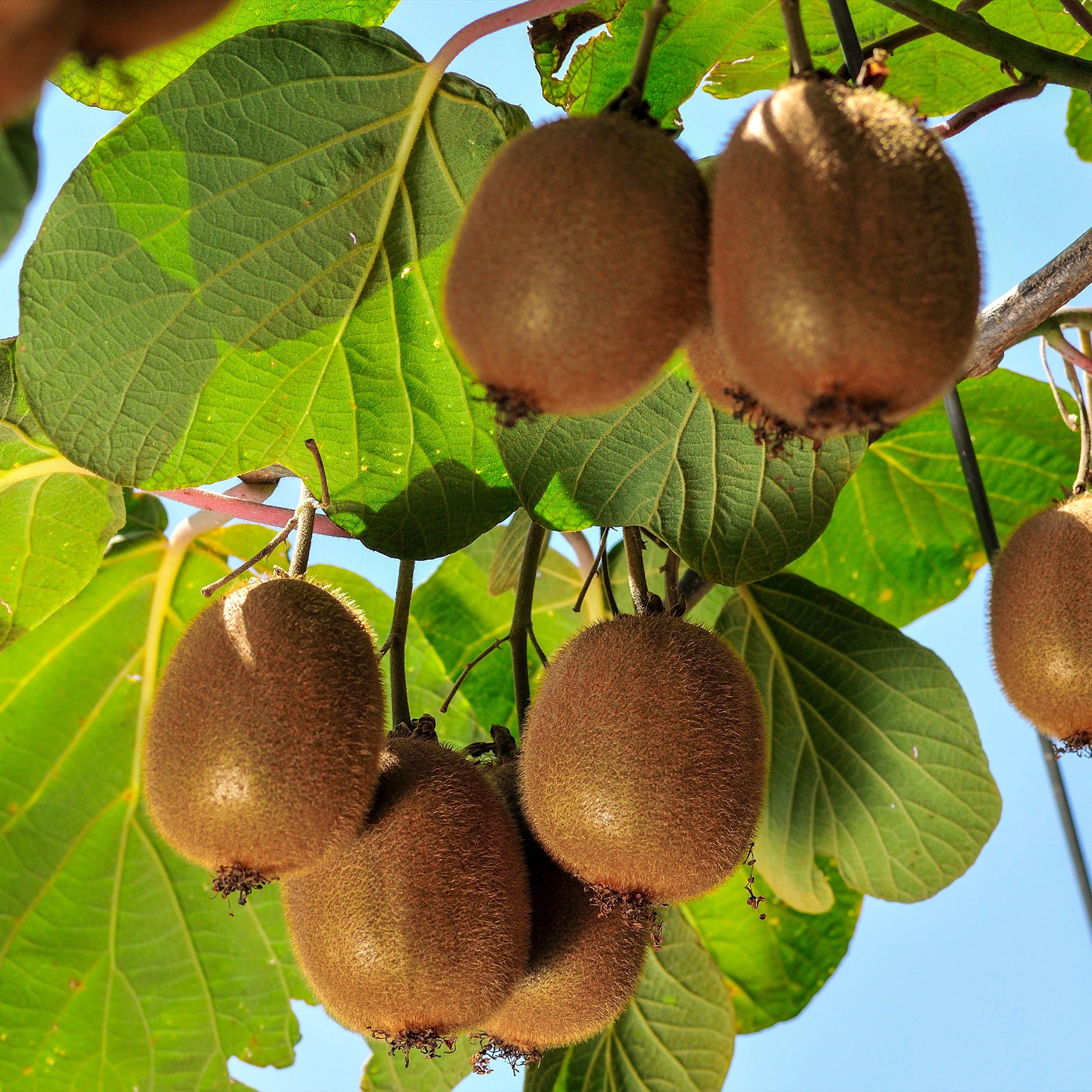 Kiwi zelffertiel 'Solissimo' - Willemse