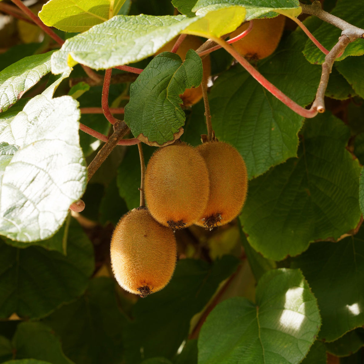 Kiwi zelffertiel 'Solissimo' - Actinidia deliciosa Solissimo ® Renact - Willemse