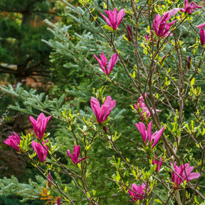Magnolia 'Susan' - Willemse
