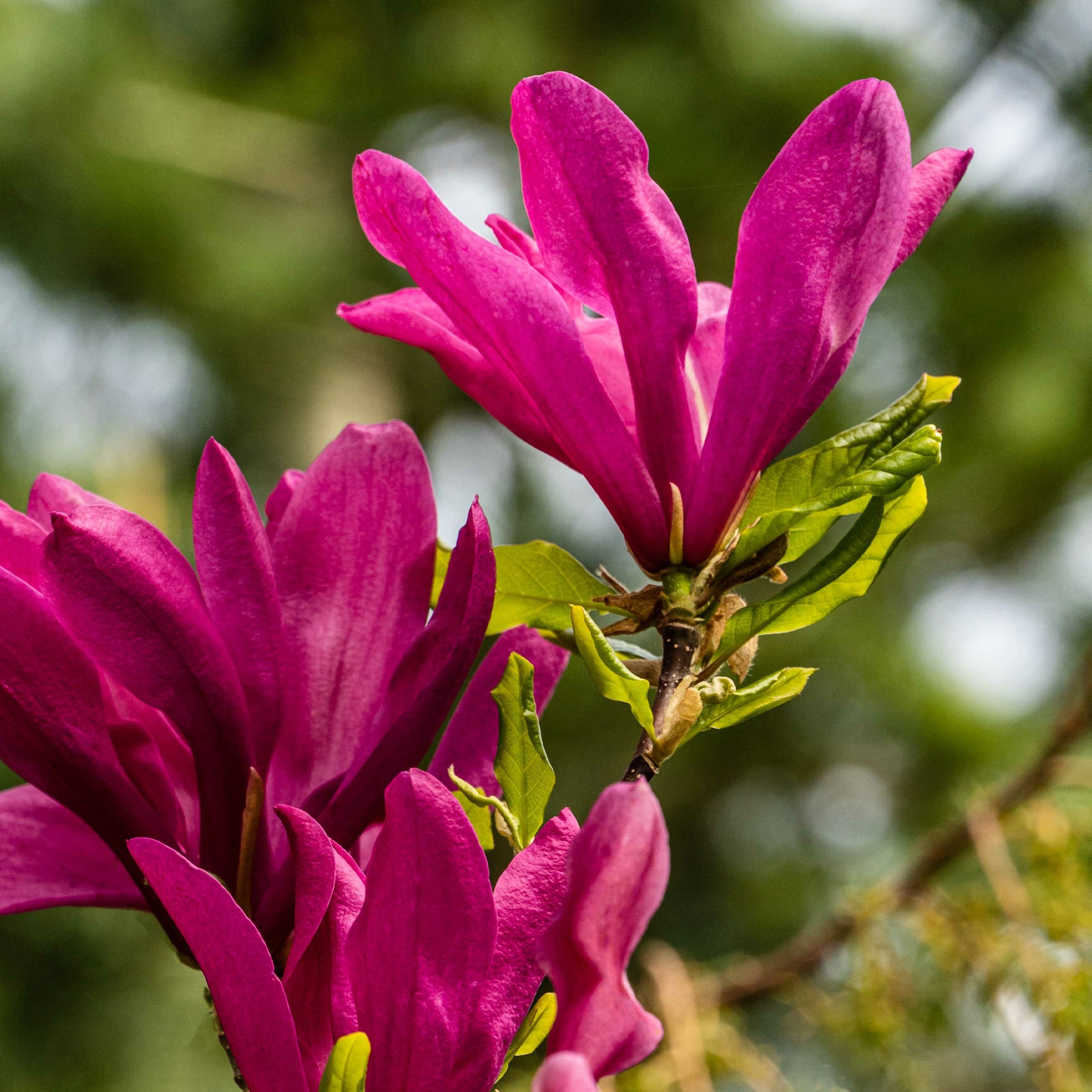 Magnolia - Magnolia 'Susan' - Magnolia Susan