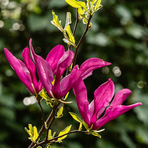 Magnolia Susan - Magnolia 'Susan' - Magnolia