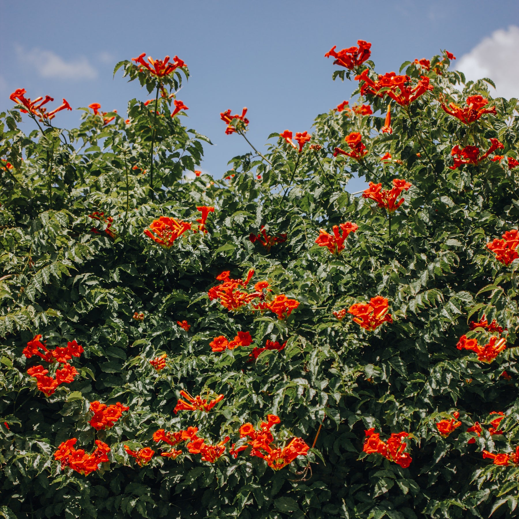 Trompetbloem 'Stromboli' - Willemse