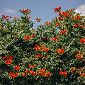 Trompetbloem 'Stromboli' - Willemse