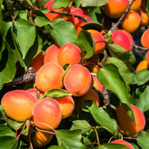 Abrikozenboom Perzik van Nancy - Prunus armeniaca Pêche de Nancy - Willemse