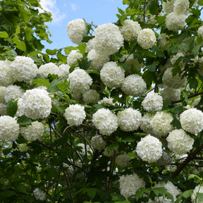 Vier seizoenen Collectie (x6) - Viburnum opulus Roseum, Viburnum x bodnantense Dawn, Weigelia Bristol Ruby, Philadelphus virginal, Forsythia spectabilis, Tamarix ramosissima - Willemse