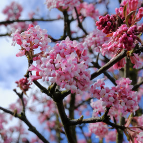 Viburnum opulus Roseum, Viburnum x bodnantense Dawn, Weigelia Bristol Ruby, Philadelphus virginal, Forsythia spectabilis, Tamarix ramosissima - Vier seizoenen Collectie (x6) - Haagheesters