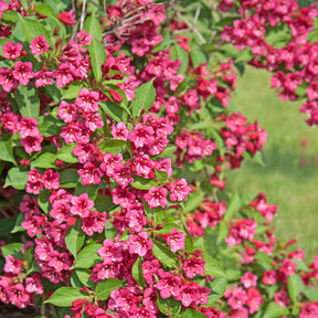 Haagheesters - Vier seizoenen Collectie (x6) - Viburnum opulus Roseum, Viburnum x bodnantense Dawn, Weigelia Bristol Ruby, Philadelphus virginal, Forsythia spectabilis, Tamarix ramosissima