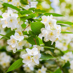 Verkoop Vier seizoenen Collectie (x6) - Viburnum opulus Roseum, Viburnum x bodnantense Dawn, Weigelia Bristol Ruby, Philadelphus virginal, Forsythia spectabilis, Tamarix ramosissima