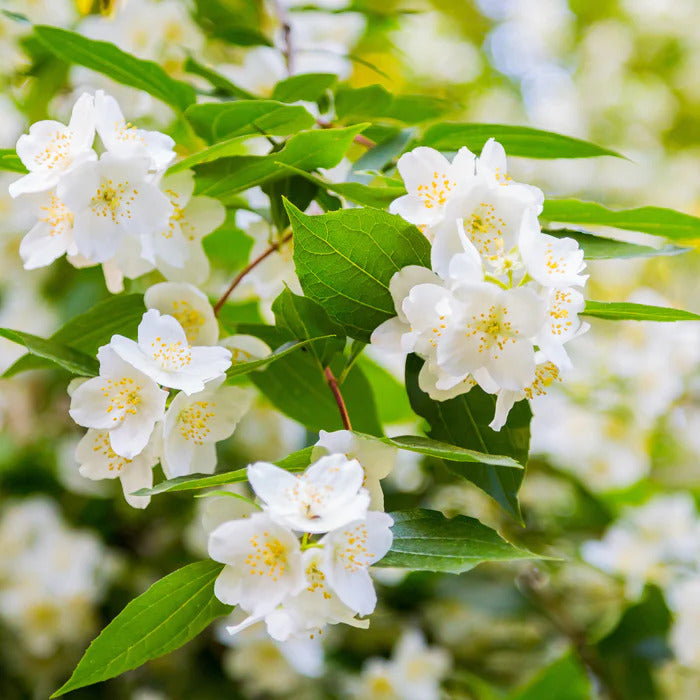 Verkoop Vier seizoenen Collectie (x6) - Viburnum opulus Roseum, Viburnum x bodnantense Dawn, Weigelia Bristol Ruby, Philadelphus virginal, Forsythia spectabilis, Tamarix ramosissima