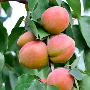 Prunus armeniaca Aprigold - Abrikozenboom - mini - Abrikozenbomen