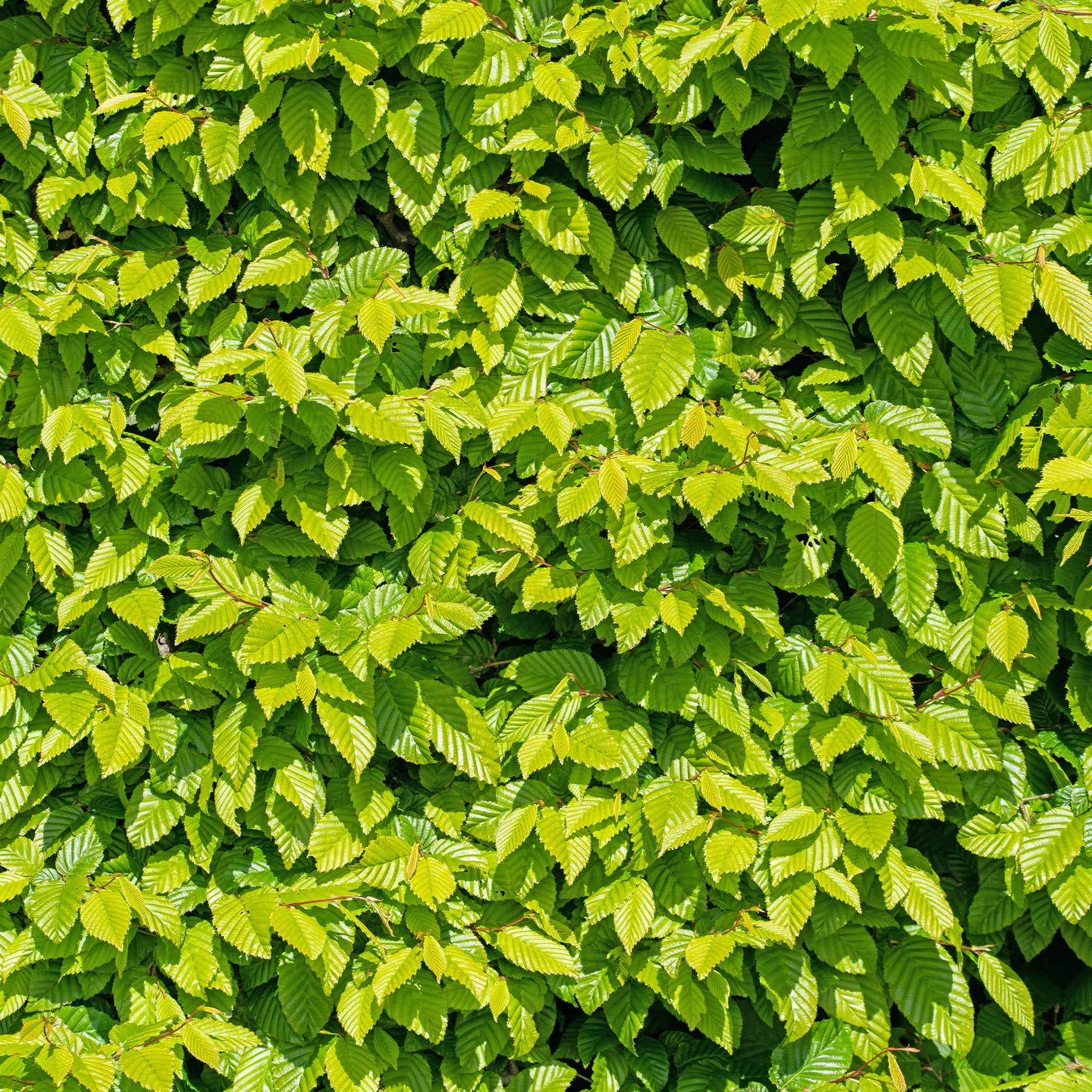 Verkoop Haagbeuk (x10) - Carpinus betulus